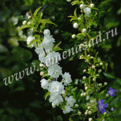 Сакура (Вишня декоративная) Альба Плена П в интернет гипермаркете «Планета Лета». Фото