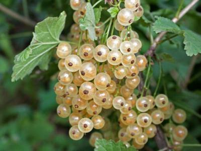 Смородина Белая Баяна (туба) в интернет гипермаркете «Планета Лета». Фото