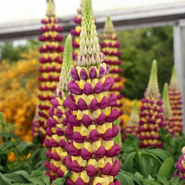 STA Люпин Purple/Yellow (x2) в интернет гипермаркете «Планета Лета». Фото