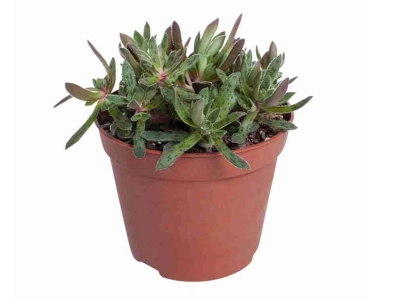 Крассула Schmidtii white, Гор12, Выс20 в интернет гипермаркете «Планета Лета». Фото