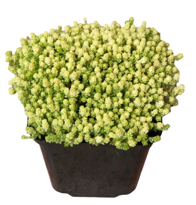 Очиток едкий, Гор11 М в интернет гипермаркете «Планета Лета». Фото