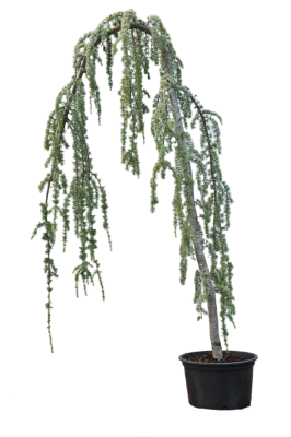 Кедр атласский Glauca pendula штамб 60, С12 И в интернет гипермаркете «Планета Лета». Фото