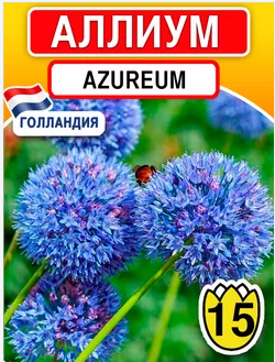 STA Аллиум Azureum (x15) в интернет гипермаркете «Планета Лета». Фото