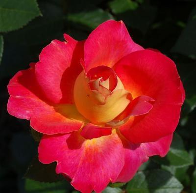 Роза английская парковая Декор Арлекин C2 Выс30 в интернет гипермаркете «Планета Лета». Фото