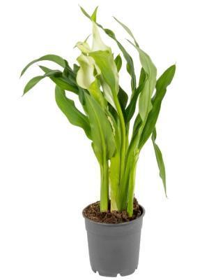 Калла Mix, Гор19, Выс70 в интернет гипермаркете «Планета Лета». Фото