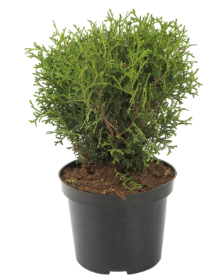 Туя запад.Tiny Tim, Гор9, Выс15 уц1 в интернет гипермаркете «Планета Лета». Фото