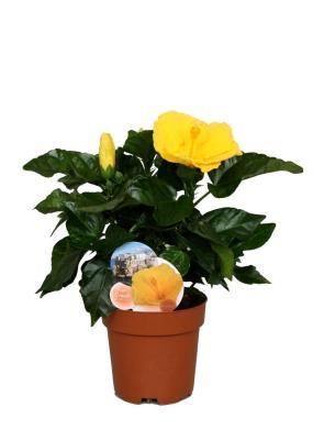 Гибискус Гибискус Rosa Lavender, Гор13, Выс40 в интернет гипермаркете «Планета Лета». Фото