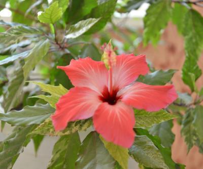 Гибискус Rosa Sinens, Гор27, Выс180 в интернет гипермаркете «Планета Лета». Фото