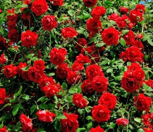 Роза плетистая Красный Маяк коробке Кут в интернет гипермаркете «Планета Лета». Фото