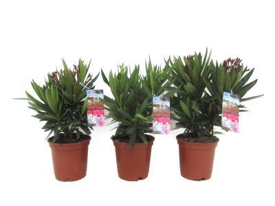 Олеандр, Гор20, Выс80 в интернет гипермаркете «Планета Лета». Фото