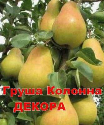 Груша колоновидная Декора 2-летка С4 Выс60 в интернет гипермаркете «Планета Лета». Фото