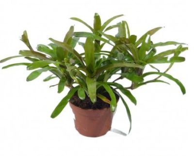 Бильбергия, Гор15, Выс45 в интернет гипермаркете «Планета Лета». Фото