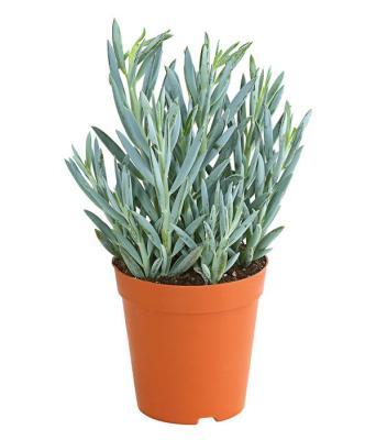 Сенецио /крестовник/, Гор12, Выс30 в интернет гипермаркете «Планета Лета». Фото