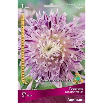 STA Георгина Avignon (x1) Планета Лета в интернет гипермаркете «Планета Лета». Фото STA Георгина Avignon (x1) в интернет гипермаркете «Планета Лета». Фото