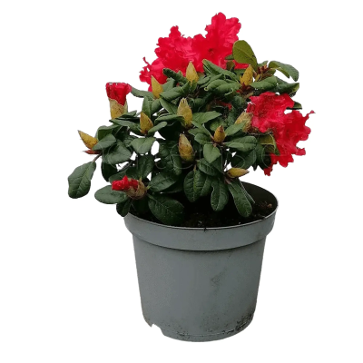 Рододендрон Mix, Гор13, Выс25 в интернет гипермаркете «Планета Лета». Фото