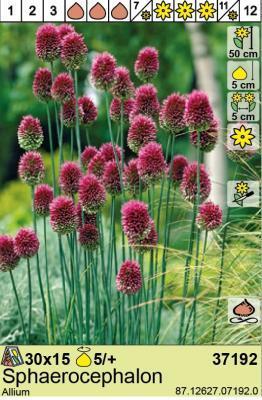 BES Аллиум Sphaerocephalon (x15) в интернет гипермаркете «Планета Лета». Фото