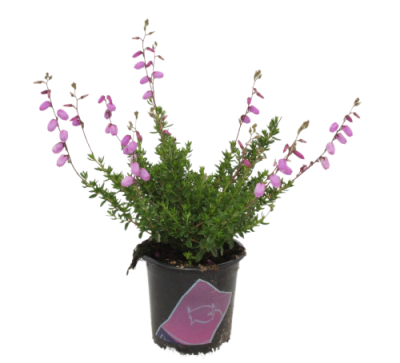 Дабеция, Гор11, Выс15 в интернет гипермаркете «Планета Лета». Фото