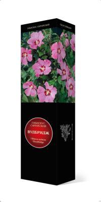 Гибискус сирийский Вудбридж Люкс П в интернет гипермаркете «Планета Лета». Фото