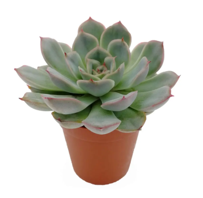 Эчеверия, Гор11, Выс14 в интернет гипермаркете «Планета Лета». Фото