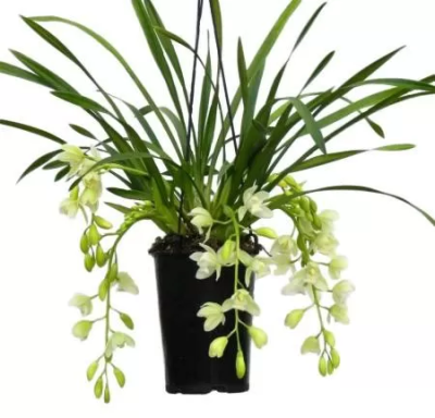 Цимбидиум Cascade, Гор14, Выс110 в интернет гипермаркете «Планета Лета». Фото