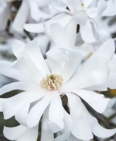 Магнолия Stellata, Гор36, Выс125 в интернет гипермаркете «Планета Лета». Фото