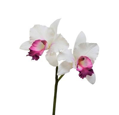 Орхидея Каттлея белая с темно-розовым язычком в-29 см 2 цв по 12 см 30.0616198WH в интернет гипермаркете «Планета Лета». Фото