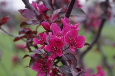 Яблоня декоративная Роялти П в интернет гипермаркете «Планета Лета». Фото