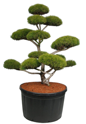 Бонсай сосна обыкн., С230, Выс160-180 И в интернет гипермаркете «Планета Лета». Фото