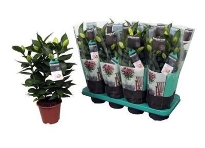 Лилия, Гор13, Выс40 в интернет гипермаркете «Планета Лета». Фото