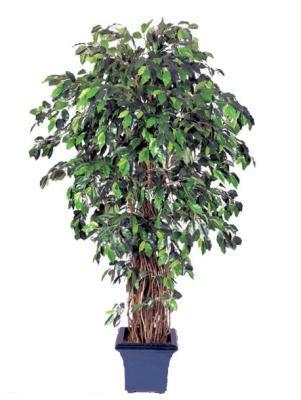 Фикус лиана де люкс 150 см 2/2 10.31505N в интернет гипермаркете «Планета Лета». Фото