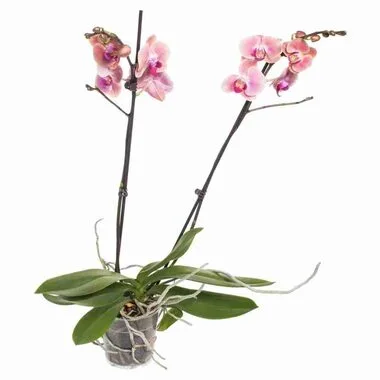 Фаленопсис 2 pp Dream Diamond, Гор12, Выс55 в интернет гипермаркете «Планета Лета». Фото