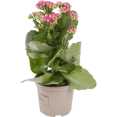 Каланхоэ Calandiva, Гор12 М в интернет гипермаркете «Планета Лета». Фото