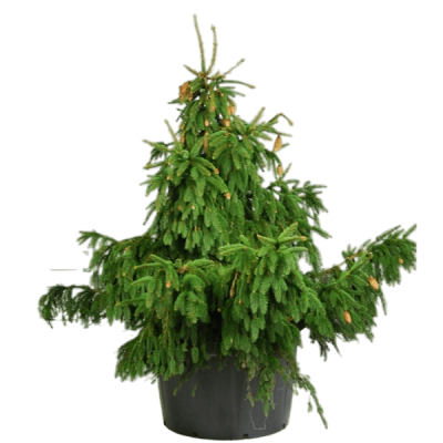 Ель обыкн.Aurea, Гор31, Выс120 в интернет гипермаркете «Планета Лета». Фото