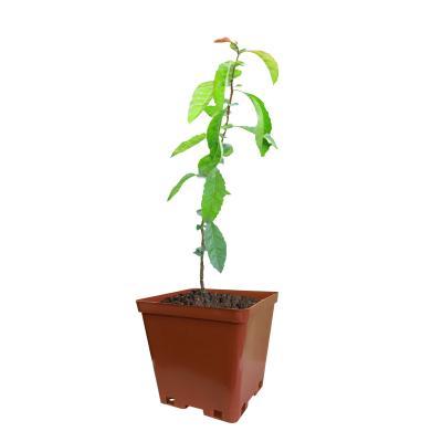 Айва японская 2-летка С2 Выс20 в интернет гипермаркете «Планета Лета». Фото