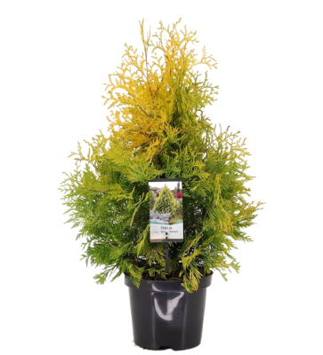 Туя запад.Yellow Ribbon, Гор17, Выс40 в интернет гипермаркете «Планета Лета». Фото