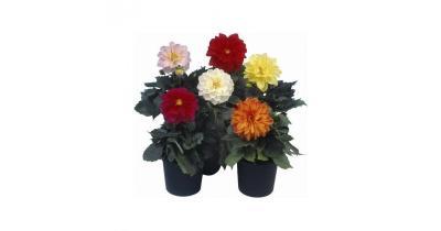 Георгина микс, Гор10, Выс25 в интернет гипермаркете «Планета Лета». Фото