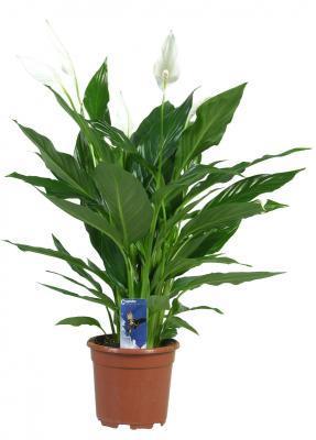 Спатифиллум Cupido, Гор6, Выс20 в интернет гипермаркете «Планета Лета». Фото