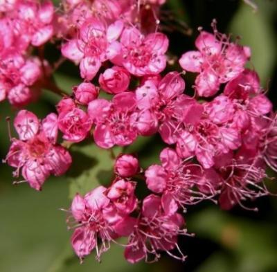 Спирея красная 7Ц в интернет гипермаркете «Планета Лета». Фото