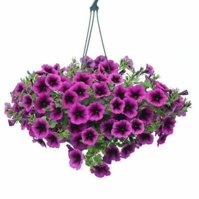 Петуния в кашпо подвесная, Гор22 М в интернет гипермаркете «Планета Лета». Фото