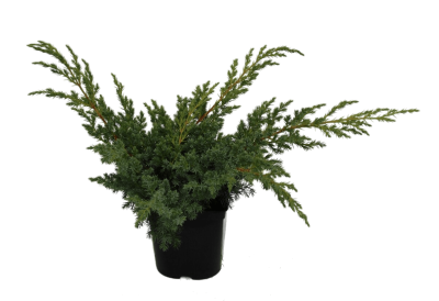 Можжевел.чешуйч.Blue Swede, Гор13, Выс35 в интернет гипермаркете «Планета Лета». Фото