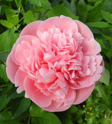 Пион травянистый Этчед Салмон (туба) в интернет гипермаркете «Планета Лета». Фото