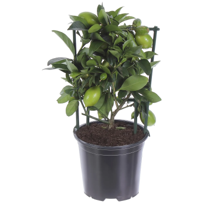 Цитрус Lemon, Гор15, Выс60 в интернет гипермаркете «Планета Лета». Фото