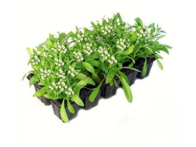 Алиссум, (1*10) М в интернет гипермаркете «Планета Лета». Фото