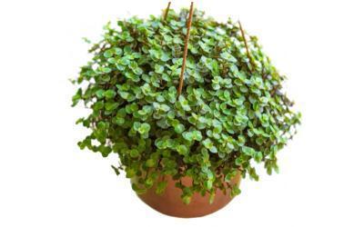 Каллизия подвес, Гор15 М в интернет гипермаркете «Планета Лета». Фото