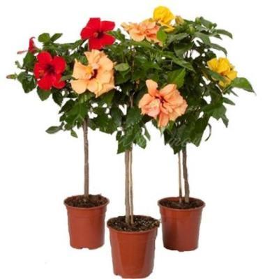 Гибискус Sunny Marseille on stam, Гор15, Выс60 в интернет гипермаркете «Планета Лета». Фото