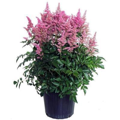Астильба микс, Гор17, Выс30 в интернет гипермаркете «Планета Лета». Фото