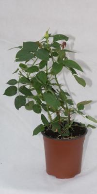 Роза миниатюрная Бейби Романтика штамб C4 H100 в интернет гипермаркете «Планета Лета». Фото