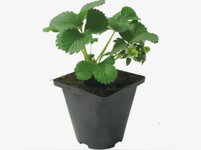 Земляника крупноплодная Джоли Гор9 М в интернет гипермаркете «Планета Лета». Фото