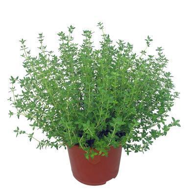 Пряные травы, Гор14, Выс15 в интернет гипермаркете «Планета Лета». Фото