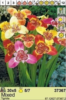 BES Тигридия Mixed (x5) Holland Bulb Market в интернет гипермаркете «Планета Лета». Фото BES Тигридия Mixed (x5) в интернет гипермаркете «Планета Лета». Фото